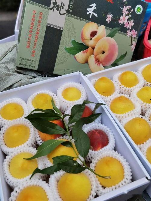 娱乐吃瓜作品怎么做,从吃瓜作品看明星幕后故事